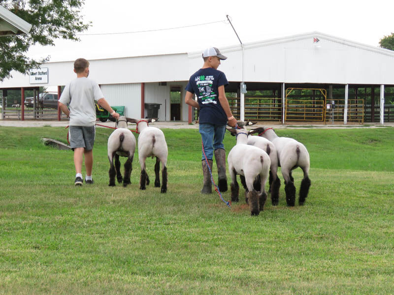 Sheep, Jayden and Alex Meier, Elm Creek